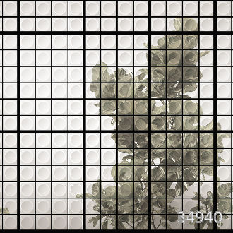 Фикус за окном